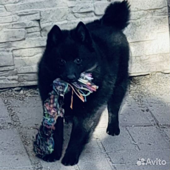 Собака схипперке