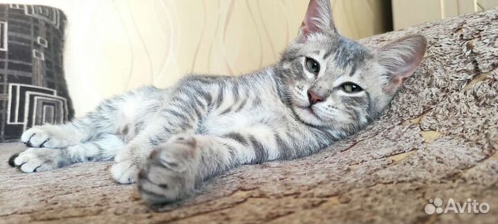 Котенок девочка 6 мес, привезу