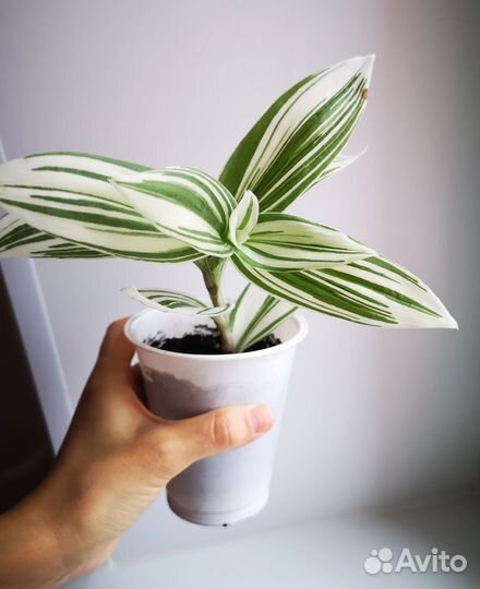 Фикус, Пилея, Гибискус, Сансевиерия, Бересклет