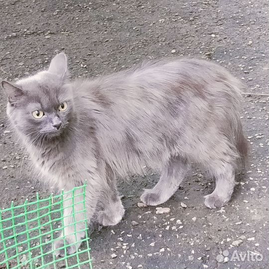 Котëнок мальчик в добрые руки