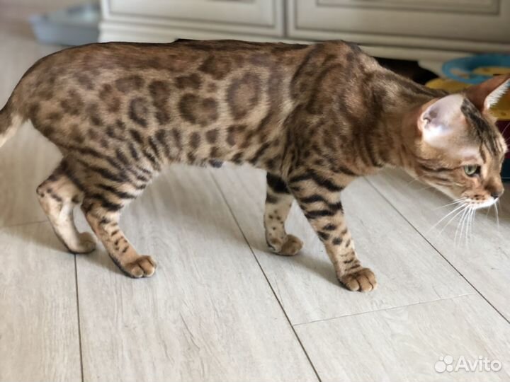 Бенгальская кошка