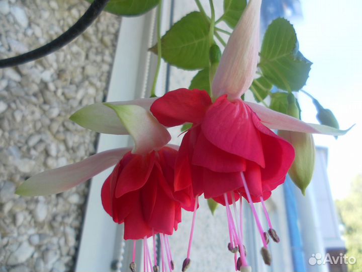 Черенки фуксии и других комнатных растений