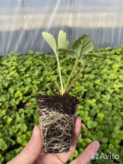 Саженцы клубники зкс