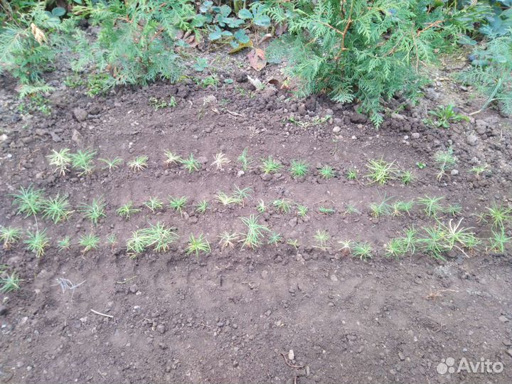 Лиственница Даурская