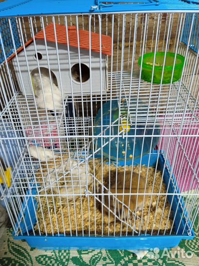 Домашние животные грызуны хомяки