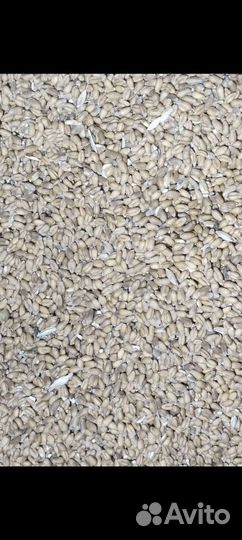 Продам зерно ячмень пшеница
