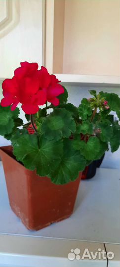 Герань пеларгония