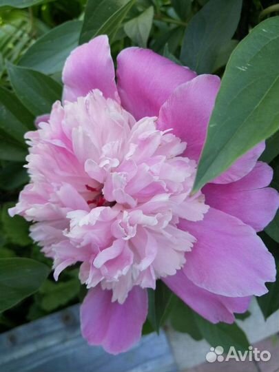 Сортовой пион