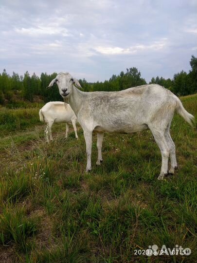 Коза дойная