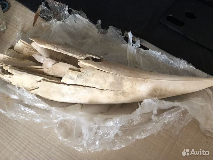 Бивень мамонта