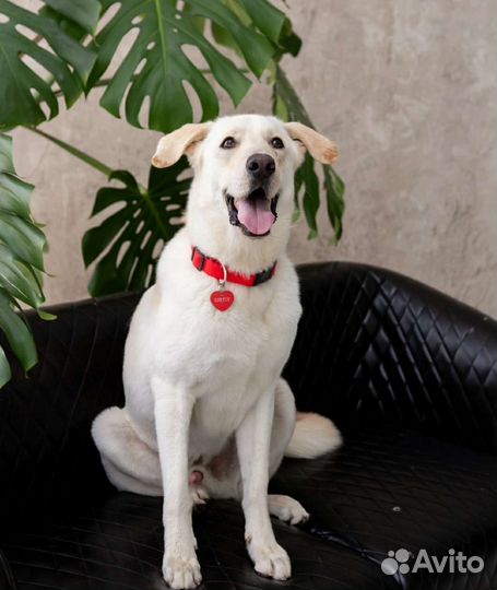 Собака в добрые руки