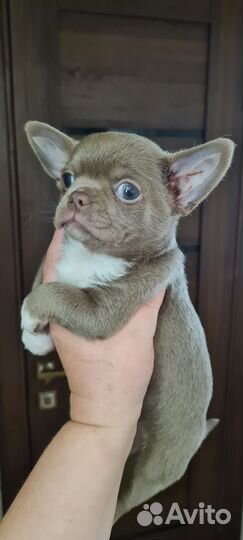 Чихуахуа девочка