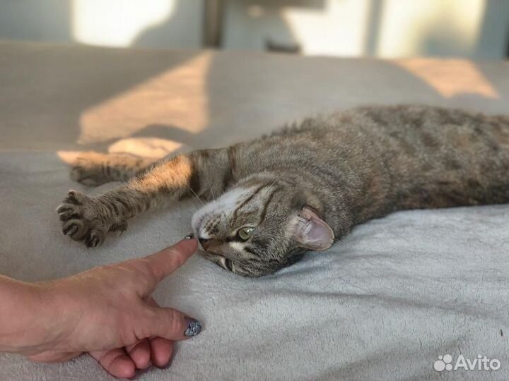 Кошка Дашенька