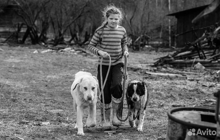 Щенки туркменского алабая