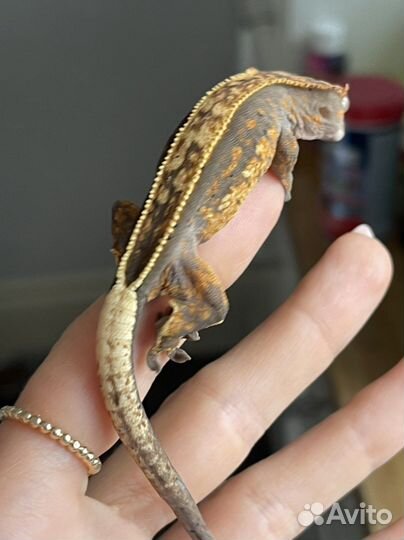 Бананоед реснитчатый lillywhite pinstripe