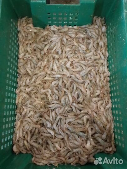 Креветка вареная сухой заморозки