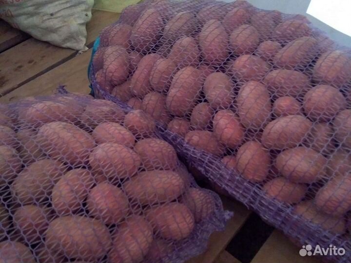 Картофель сортовой
