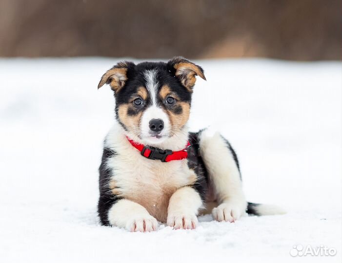 Щеночек девочка