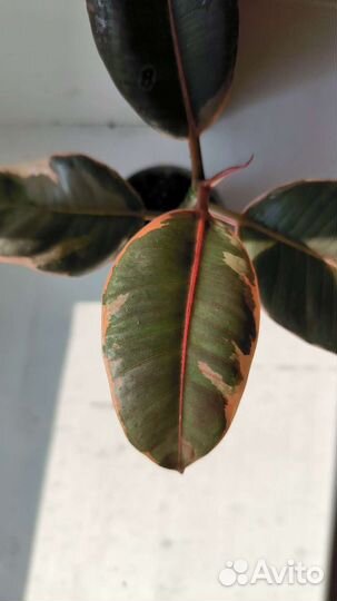 Фикус шривериана, ruby