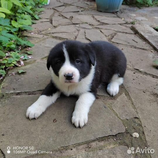 Щенки русско-европейской лайки