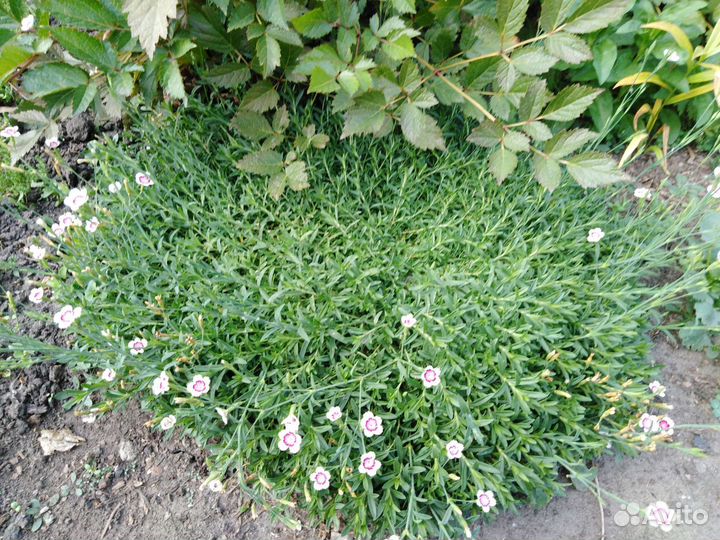 Гвоздика почвопокровная и гвоздика турецкая