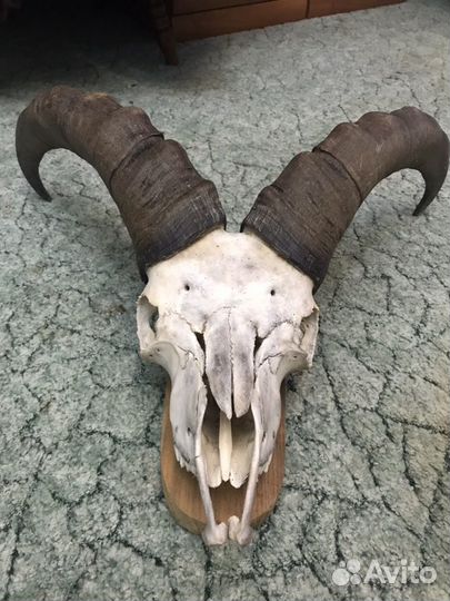 Голова с рогами Тур