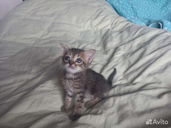 Котёнок в дар