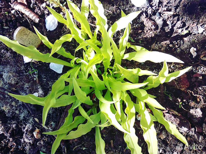 Многолетние растения и кустарники