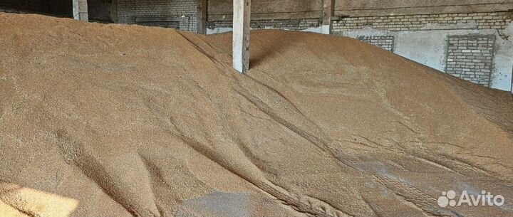 Кукуруза зерно