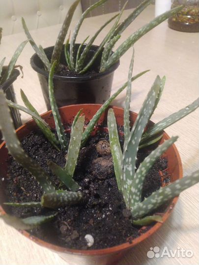 Алое лечебный