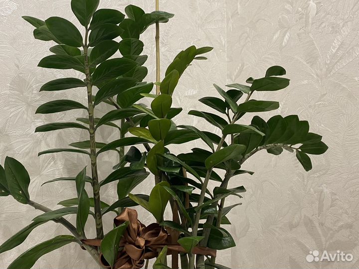 Замиокулькас