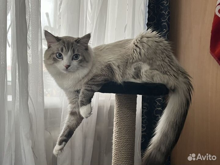 Сибирский кот