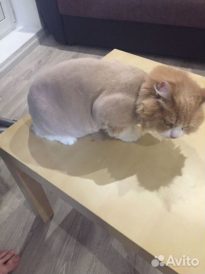 Стрижка собак и кошек