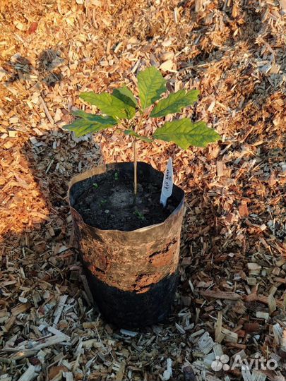 Дуб черешчатый