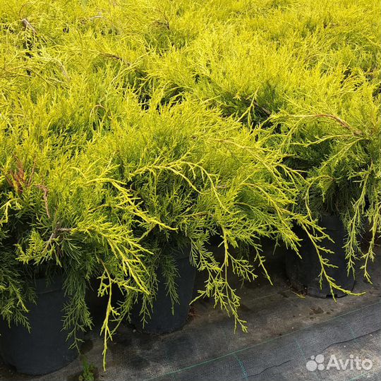 Можжевельник (сортовые саженцы)