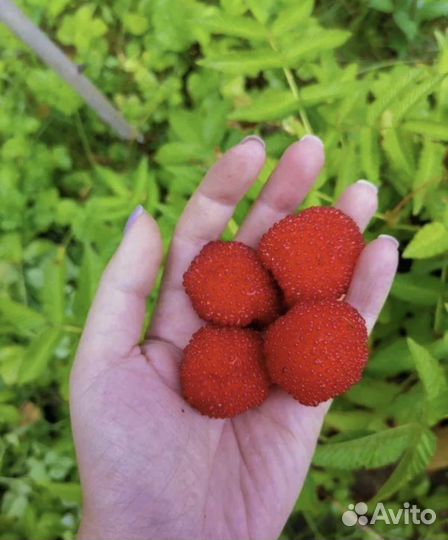 Тибетская малина