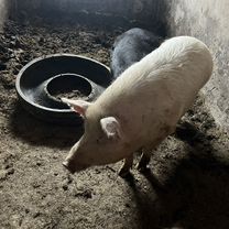 Свинина домашняя