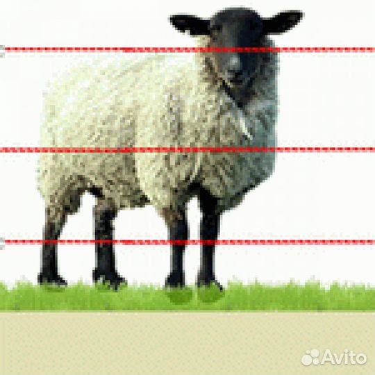 Электропастух для овец