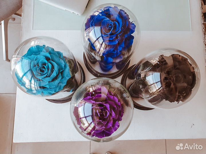 Роза в Колбе