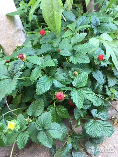 Декоративная земляника(10 отростков)