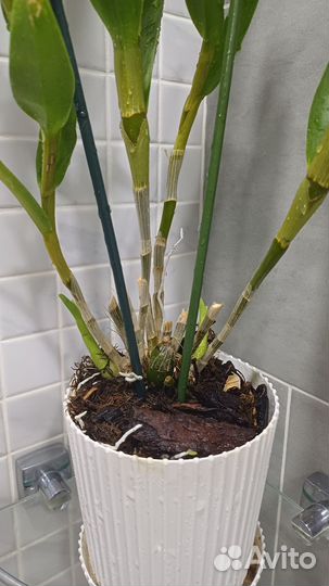 Орхидея дендробиум, не цветёт