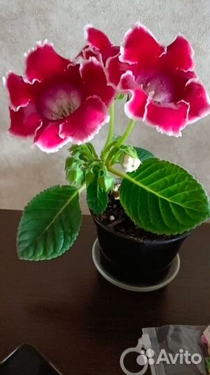 Комнатные цветы глоксиния