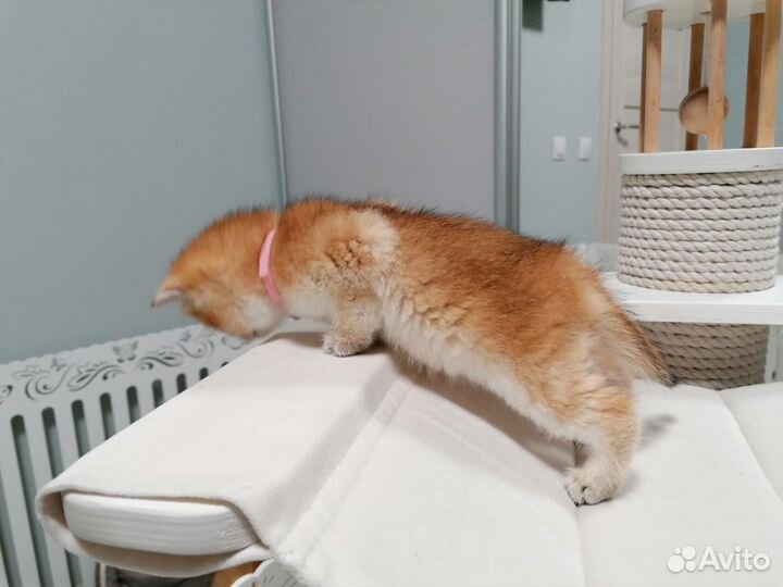 Шотландские котята шиншилла