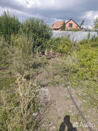 Кряковые утки,подсадные утки для охоты