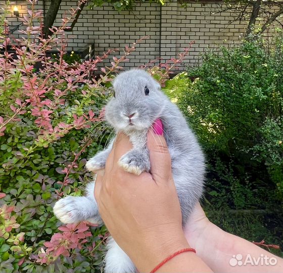 Декоративные кролики