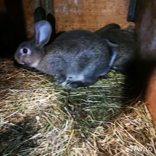 Месячные крольчата