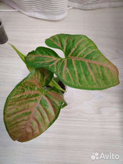 Сингониумы