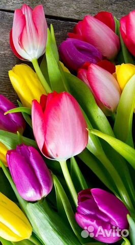 Тюльпаны на праздник