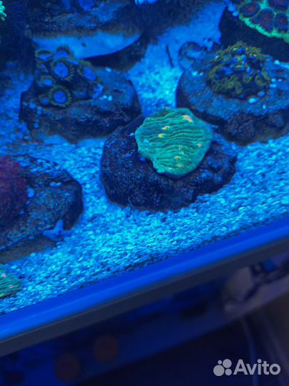 Коралл чалис