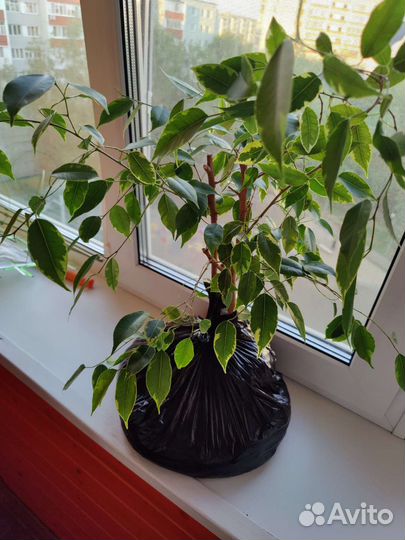 Растение Фикус Бенджамина